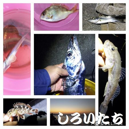 １２月タチウオ狙いに行きました。